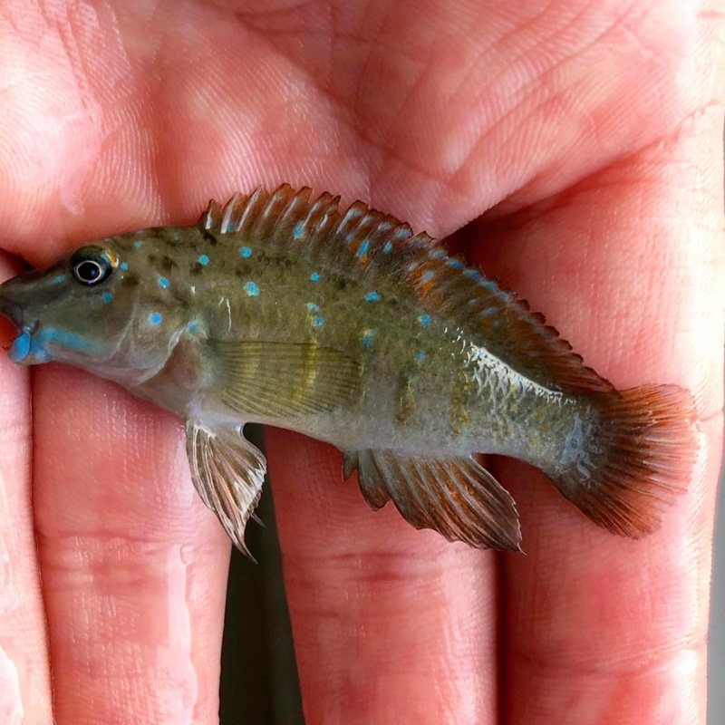 Spathodus cf. erythrodon 'Ikola'